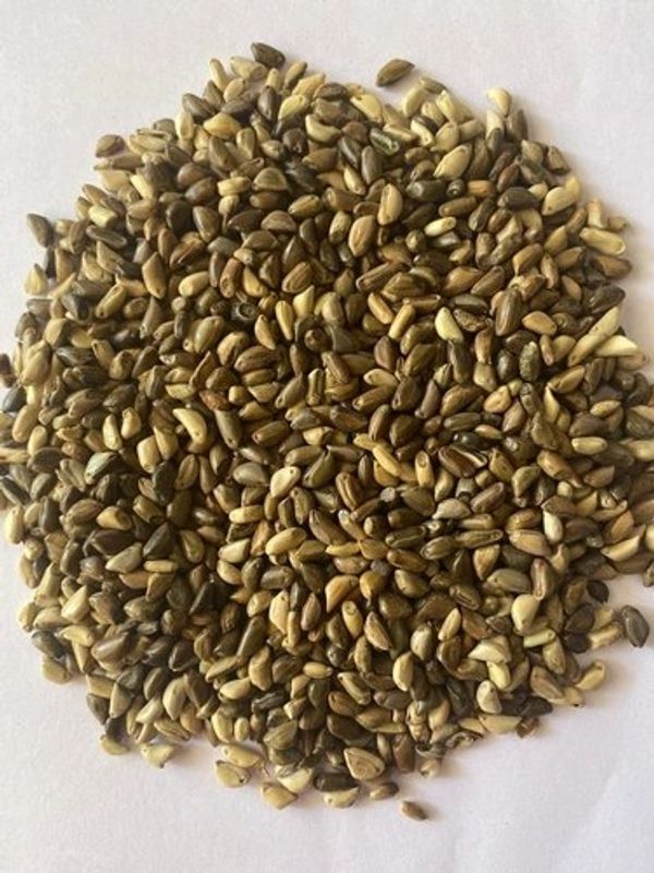 Super Napier Grass Seeds 